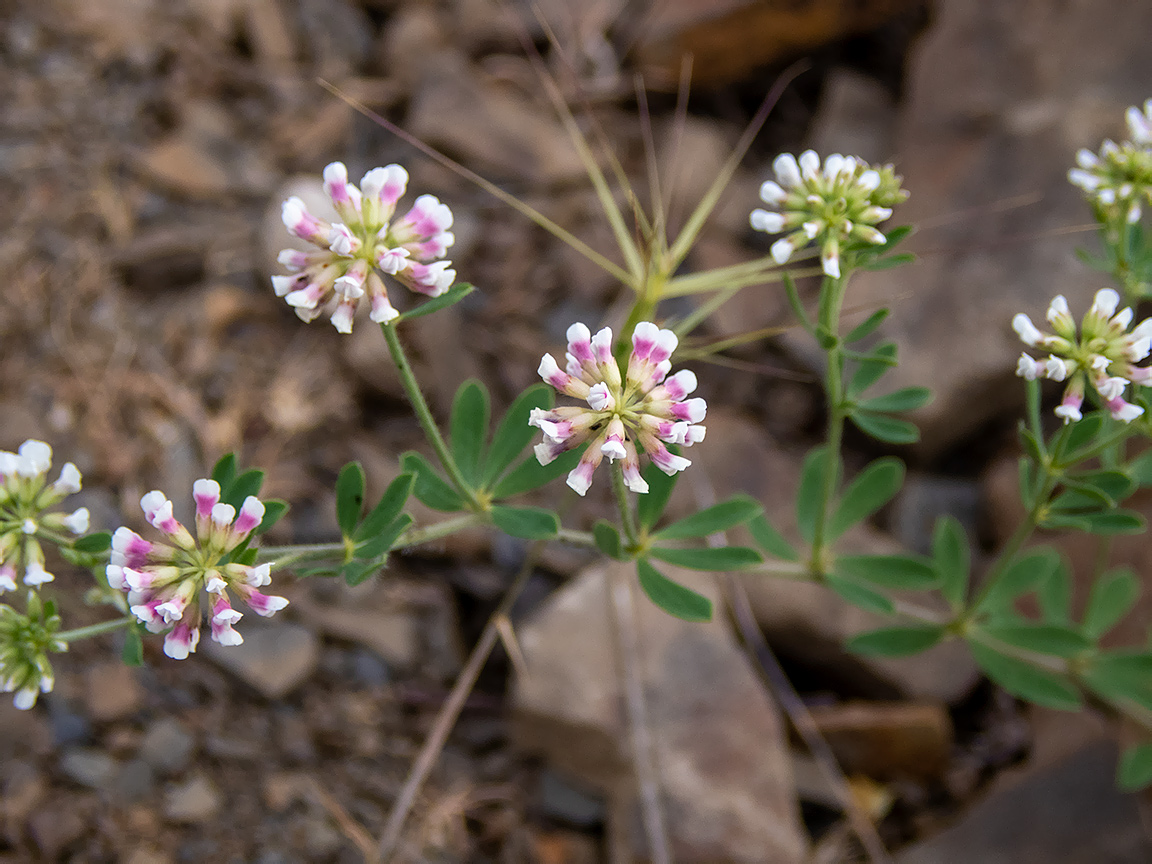 Изображение особи Dorycnium herbaceum.