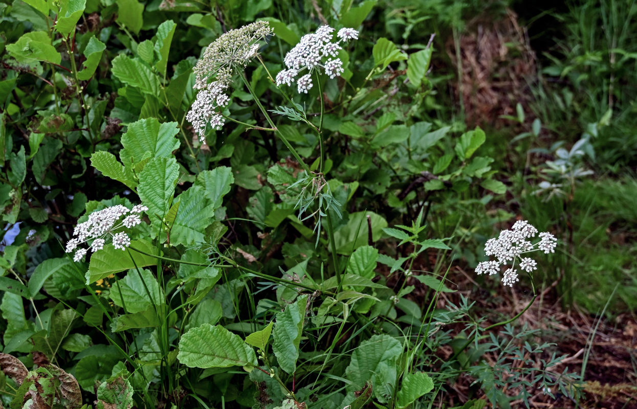 Изображение особи Thyselium palustre.