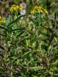 Senecio sarracenicus. Верхушка побега с соцветиями и поражёнными ржавчинными(?) грибами листьями. Московская обл., Дмитровский гор. округ, долина р. Волгуша, луг. 31.08.2024.