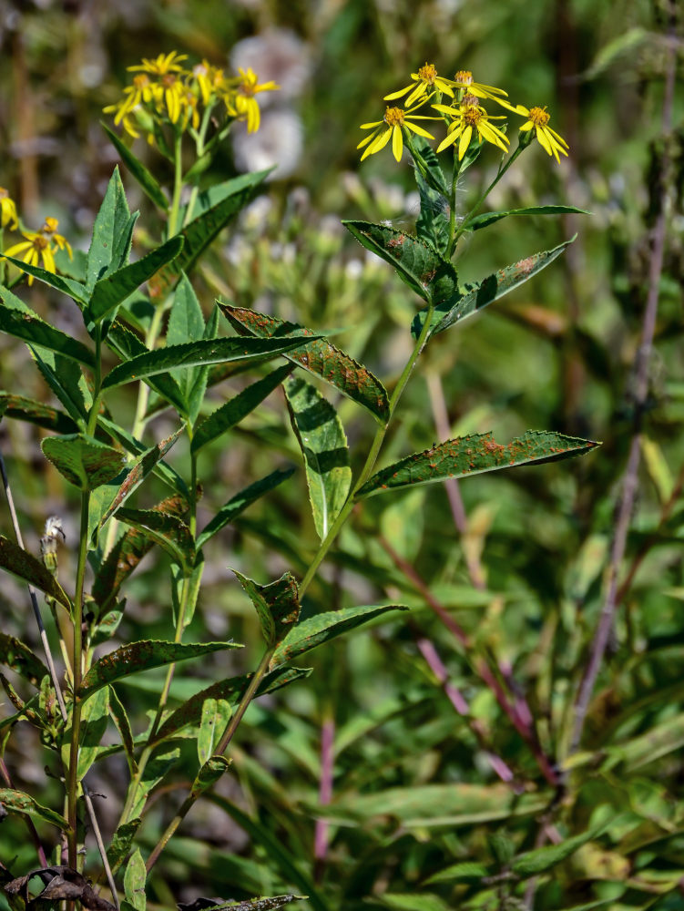 Изображение особи Senecio sarracenicus.