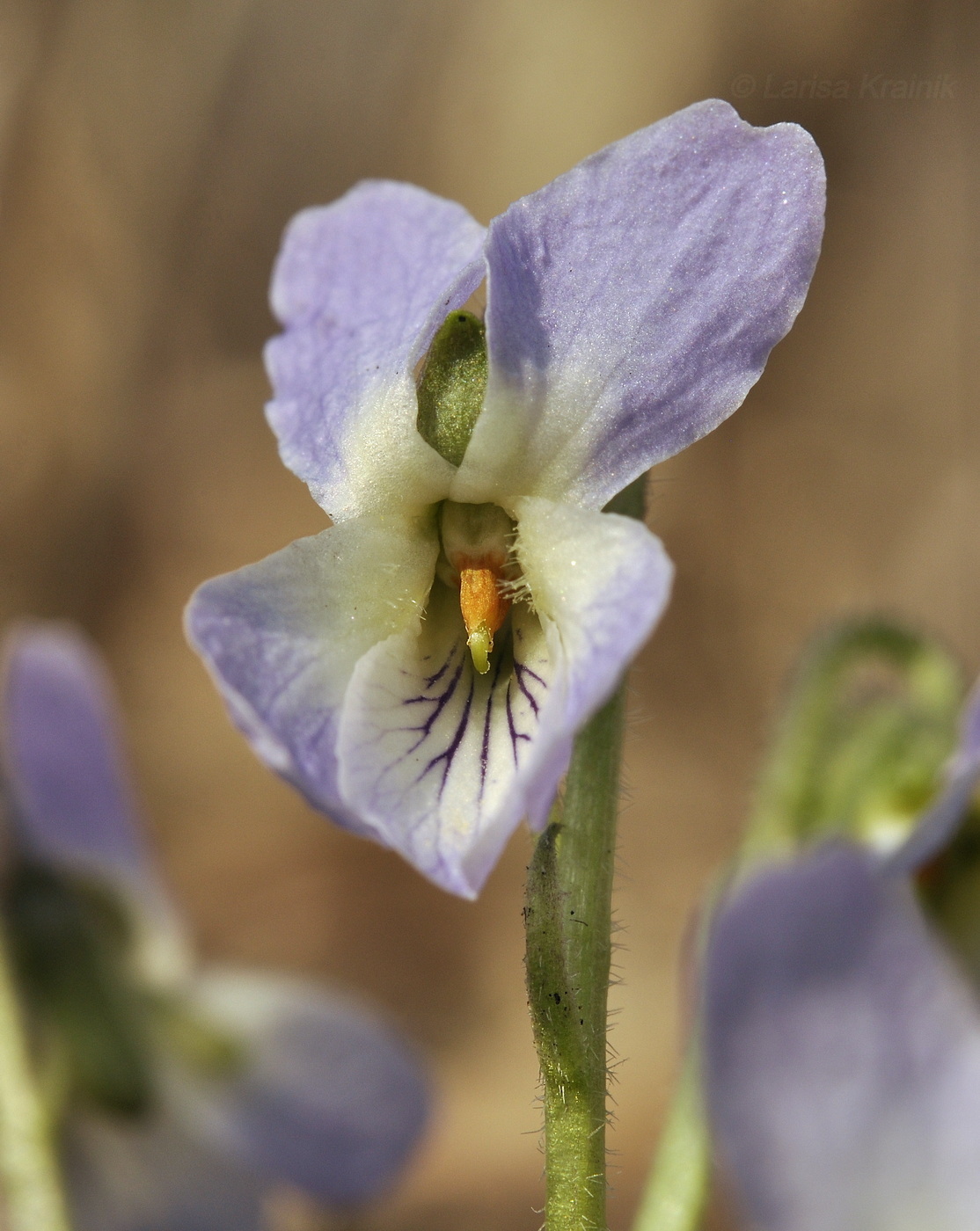 Image of Viola collina specimen.