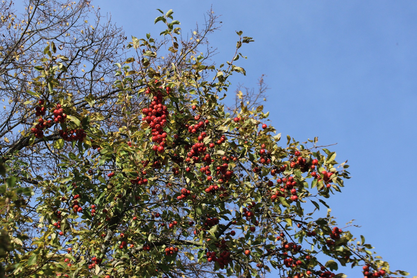 Image of Malus prunifolia specimen.