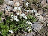 Eritrichium villosum. Цветущие растения. Узбекистан, Ташкентская обл., Угам-Чаткальский национальный парк, Пскемский хр., гребень между ур. Баркраксай и Туякорын, 3420 м н.у.м., сырой каменистый склон. 03.08.2023.