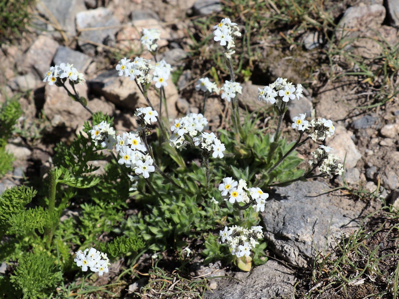 Изображение особи Eritrichium villosum.