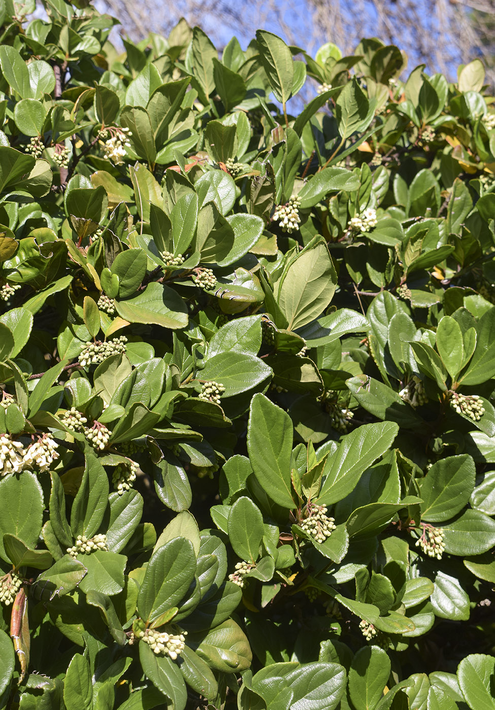 Изображение особи Viburnum suspensum.