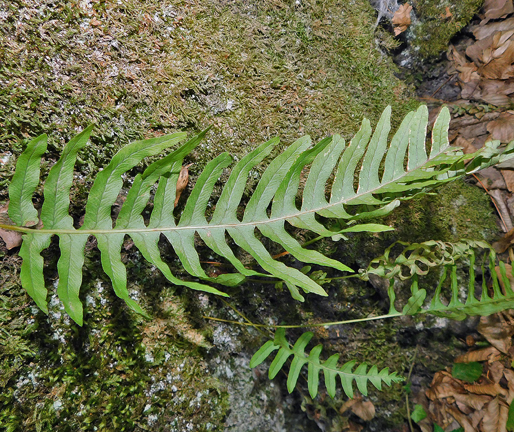 Image of Polypodium vulgare specimen.