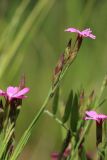 Dianthus deltoides. Верхушка побега с соцветием с цветком и бутонами. Ленинградская обл., Ломоносовский р-н, окр. Шепелёвского маяка; п-ов Каравалдай, побережье Финского залива, сухой суходольный разнотравно-злаковый луг на поляне среди смешанного леса. 16.06.2024.