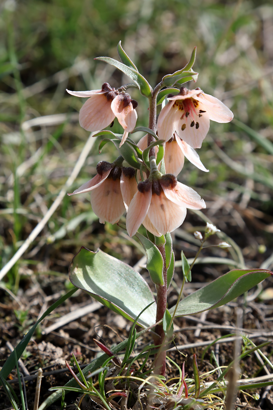 Изображение особи Fritillaria rugillosa.