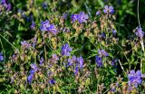 Geranium pratense. Соцветия и завязавшиеся плоды. Вологодская обл., Кирилловский р-н, окр. с. Горицы, гора Маура, луг. 12.07.2024.