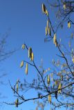 Corylus avellana