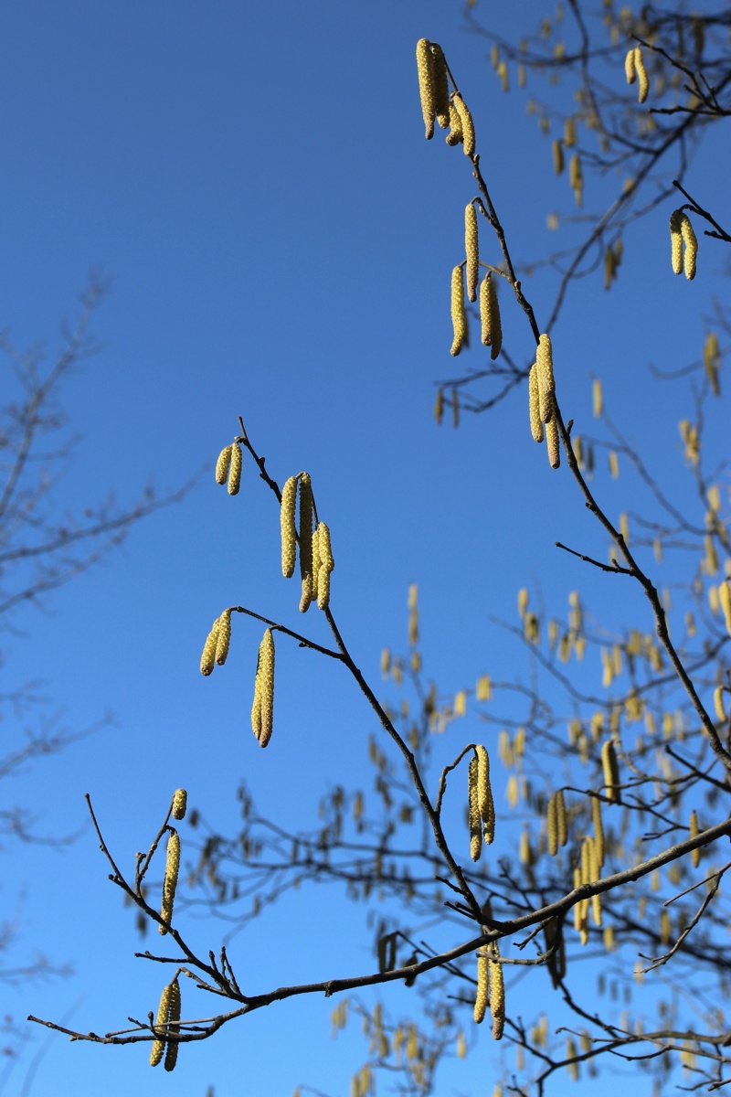 Изображение особи Corylus avellana.