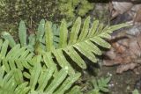 Polypodium vulgare. Вайя. Крым, Бахчисарайский р-н, окр. с. Соколиное, горный лес (бук, дуб, граб и проч.) вблизи р. Коккозка. 25.03.2025.