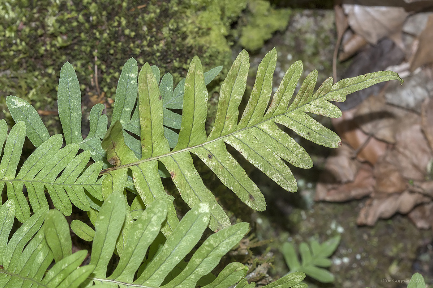 Image of Polypodium vulgare specimen.