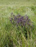 View full-size image Nepeta ucranica