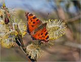Salix caprea. Мужское соцветие с питающейся бабочкой Многоцветницей черно-рыжей (Nymphalis xanthomelas). Московская обл., Раменский р-н, окр. ж.-д. платформы Хрипань, залежь. 01.05.2013.