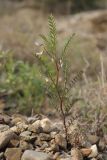 Vicia ervilia