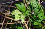 View full-size image Helleborus caucasicus