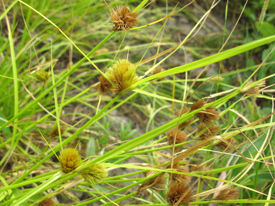 Изображение особи Carex bohemica.