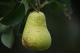 Смотреть изображение Pyrus communis