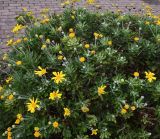 Смотреть изображение Euryops pectinatus