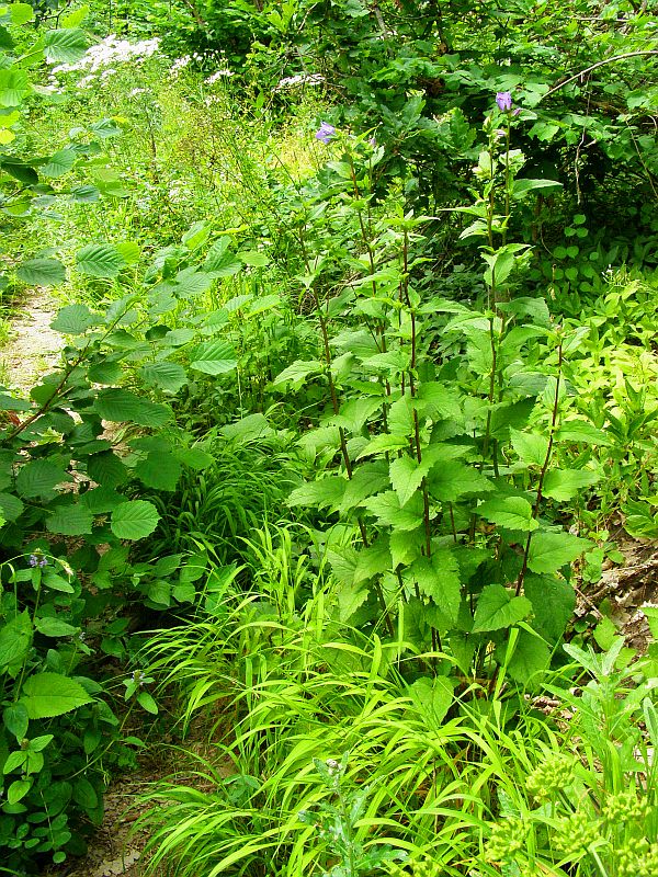 Image of Campanula trachelium specimen.