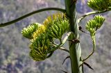 View full-size image Agave americana