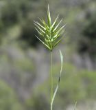 View full-size image Anisantha fasciculata
