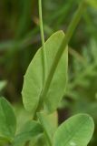 View full-size image Microthlaspi perfoliatum