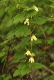 View full-size image Atragene koreana