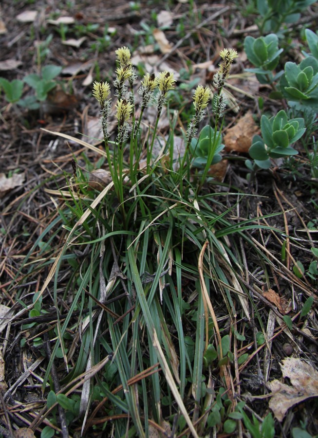 Image of Carex ericetorum specimen.