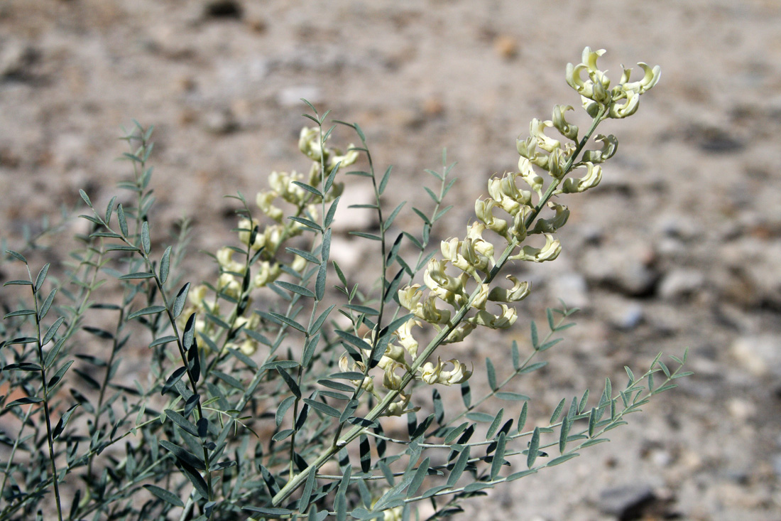 Изображение особи Goebelia pachycarpa.