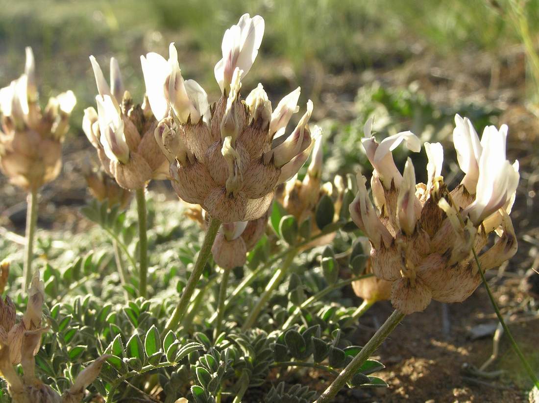 Изображение особи Astragalus dilutus.