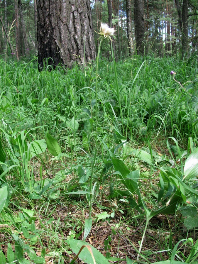 Image of genus Scorzonera specimen.