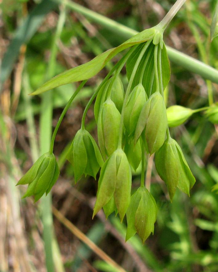 Image of Bupleurum multinerve specimen.