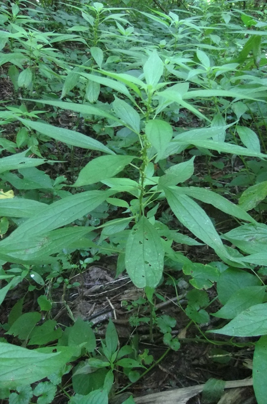 Изображение особи Parietaria officinalis.