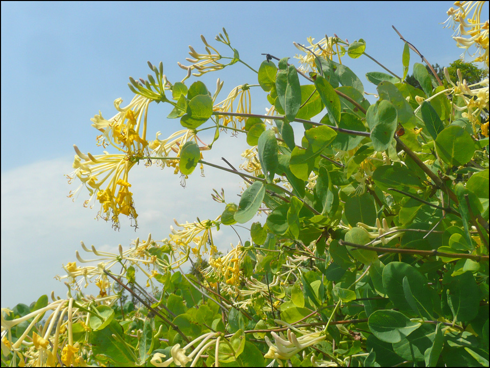 Image of Lonicera etrusca specimen.