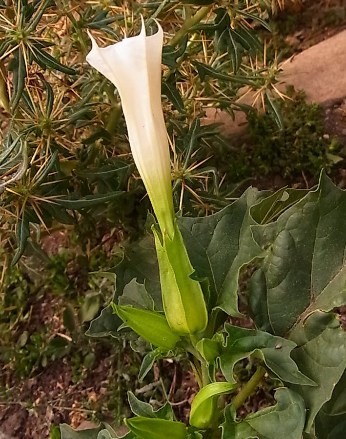 Изображение особи Datura stramonium.