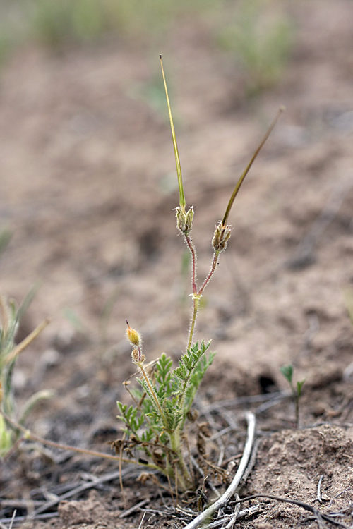 Image of Erodium cicutarium specimen.