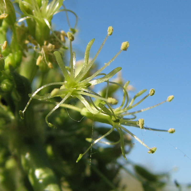 Image of Silene artemisetorum specimen.