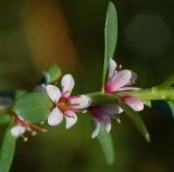 Image of taxon representative. Author is Алексей Чернышев