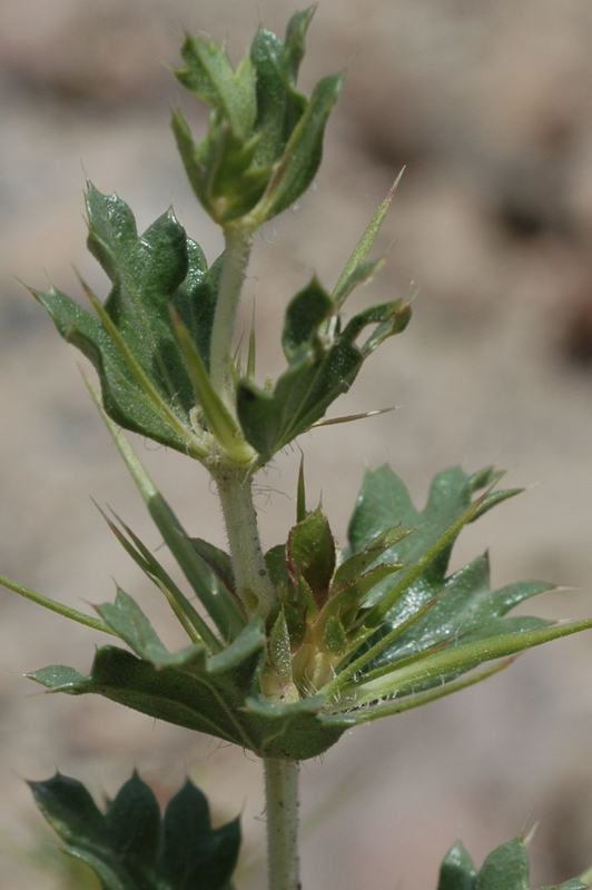 Image of Lagochilus diacanthophyllus specimen.