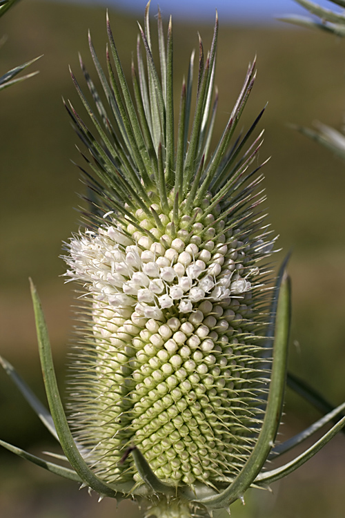 Image of Dipsacus laciniatus specimen.