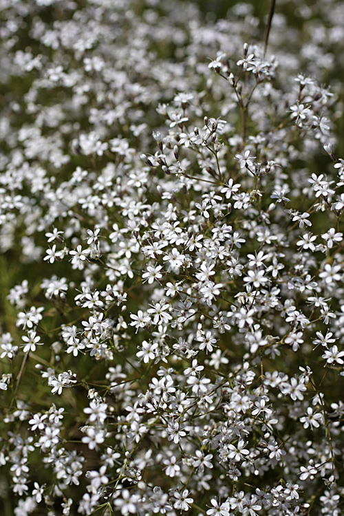 Image of Acanthophyllum gypsophiloides specimen.