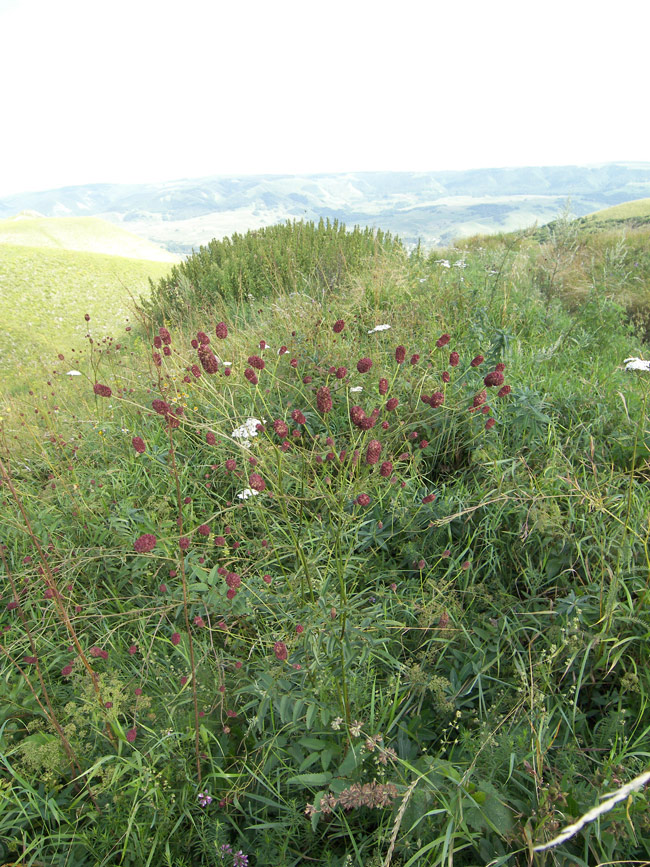 Изображение особи Sanguisorba officinalis.