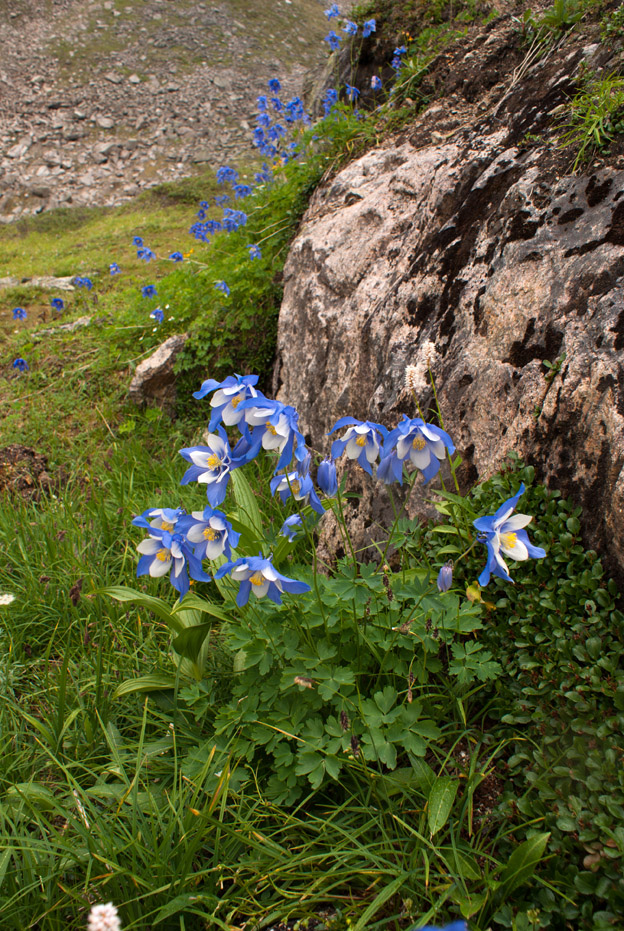 Image of genus Aquilegia specimen.