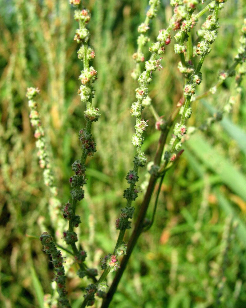 Image of Atriplex intracontinentalis specimen.