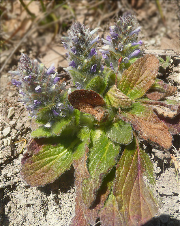 Image of Ajuga orientalis specimen.