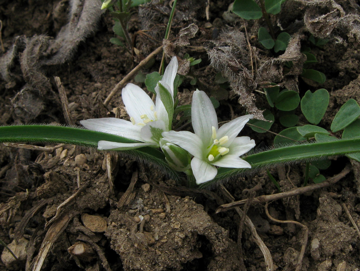 Image of Ornithogalum fimbriatum specimen.