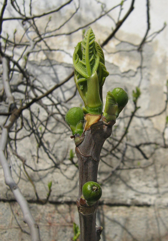 Изображение особи Ficus carica.