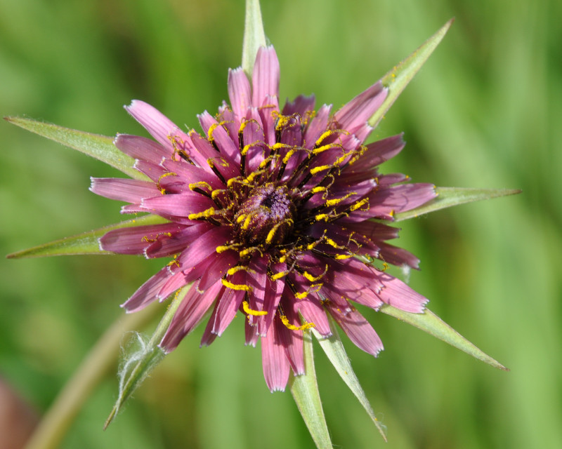 Image of Tragopogon australis specimen.